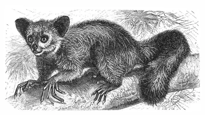 Framed Print : The Aye-aye, lemur or Daubentonia madagascariensis Framed Print : The Aye-aye, lemur or Daubentonia madagascariensis