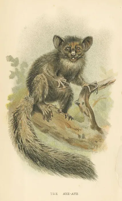 Framed Print : Aye-aye lemur primate 1894 Framed Print : Aye-aye lemur primate 1894