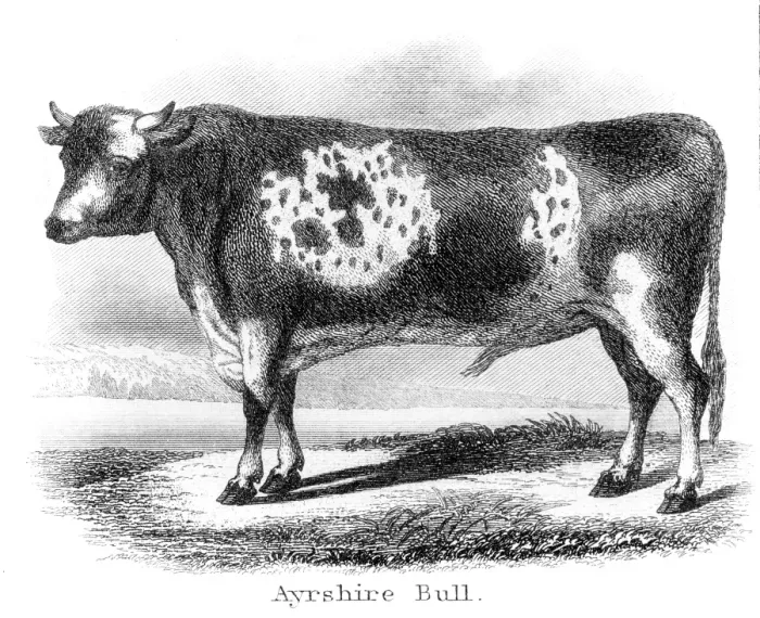 Framed Print : Ayrshire bull engraving 1873
