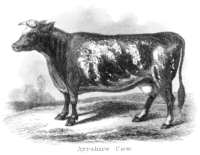 Framed Print : Ayrshire cow engraving 1873 Framed Print : Ayrshire cow engraving 1873
