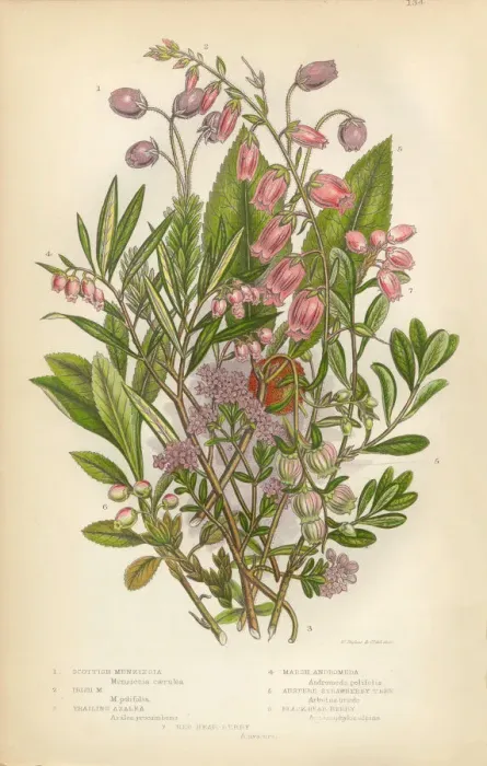 Framed Print : Azalea, Andromeda, Menziesia, Heath, Heather, Scotland, Victorian Botanical Illustration Framed Print : Azalea, Andromeda, Menziesia, Heath, Heather, Scotland, Victorian Botanical Illustration