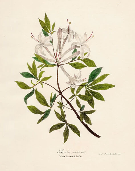 Azalea botanical engraving 1843