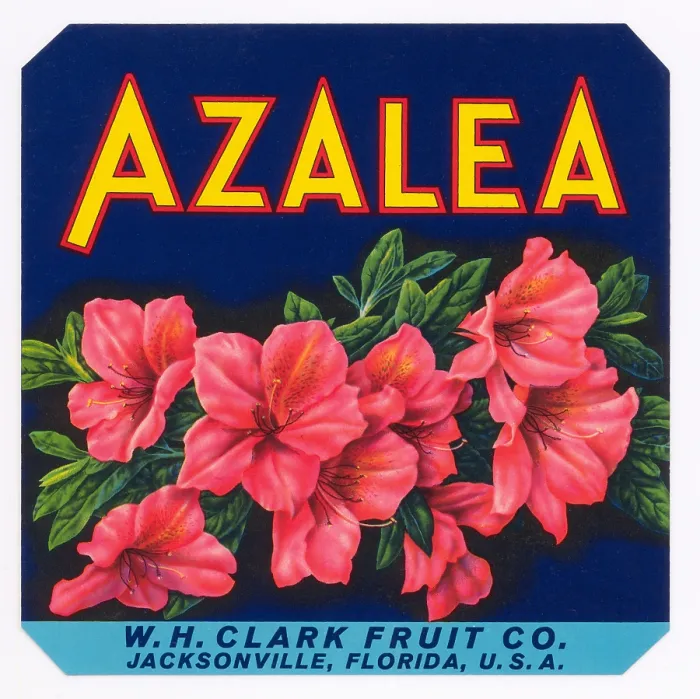 Framed Print : Azalea Brand Framed Print : Azalea Brand
