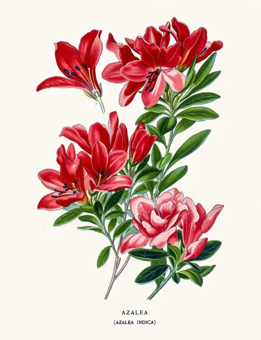 Framed Print : Azalea flower Framed Print : Azalea flower