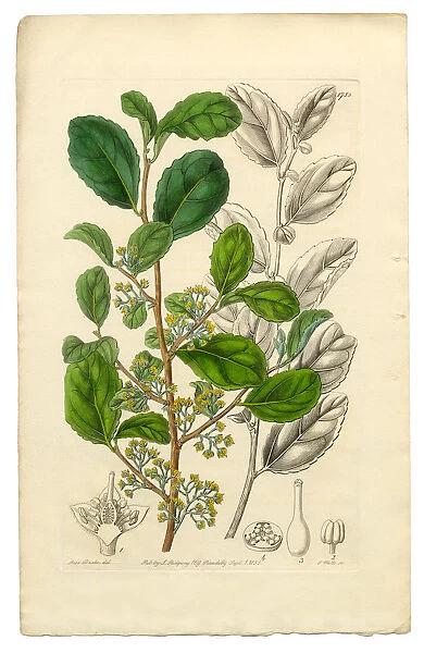 Azara, Toothed Azara, Polyandria Monogynia Victorian Botanical Illustration, 1835
