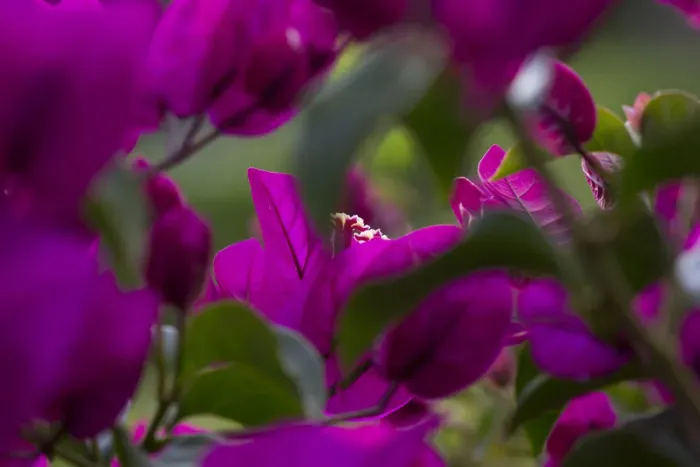 Framed Print : Azores flowers