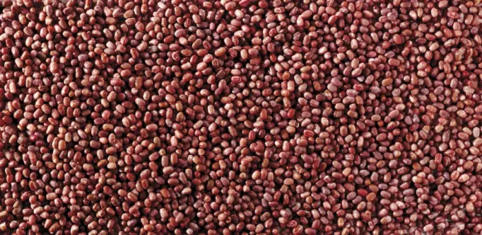 Framed Print : Azuki beans Framed Print : Azuki beans