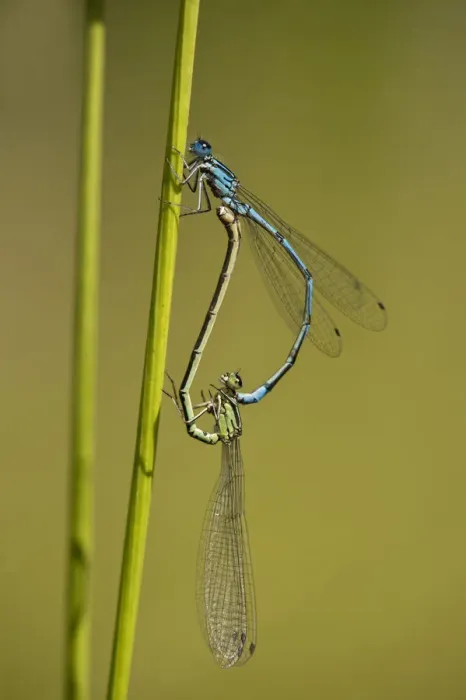 Framed Print : Azure Damselflies -Coenagrion puella- mating, Versoix, Canton of Geneva, Switzerland Framed Print : Azure Damselflies -Coenagrion puella- mating, Versoix, Canton of Geneva, Switzerland