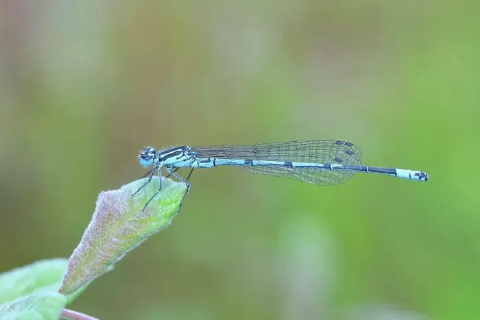 Framed Print : Azure damselfly (Coenagrion puella), male, sitting on the leaf of a meadow plant, Buchhellerquellgebiet nature reserve, summer, wetland, South Westphalian uplands, North Rhine-Westphalia, Germany Framed Print : Azure damselfly (Coenagrion puella), male, sitting on the leaf of a meadow plant, Buchhellerquellgebiet nature reserve, summer, wetland, South Westphalian uplands, North Rhine-Westphalia, Germany