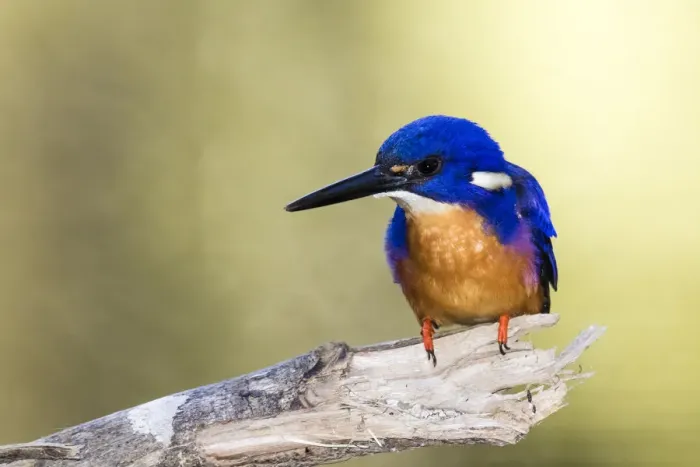 Framed Print : Azure kingfisher, Eungella National Park, Australia