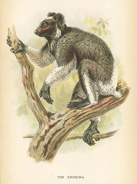 Babakoto indri primate 1894