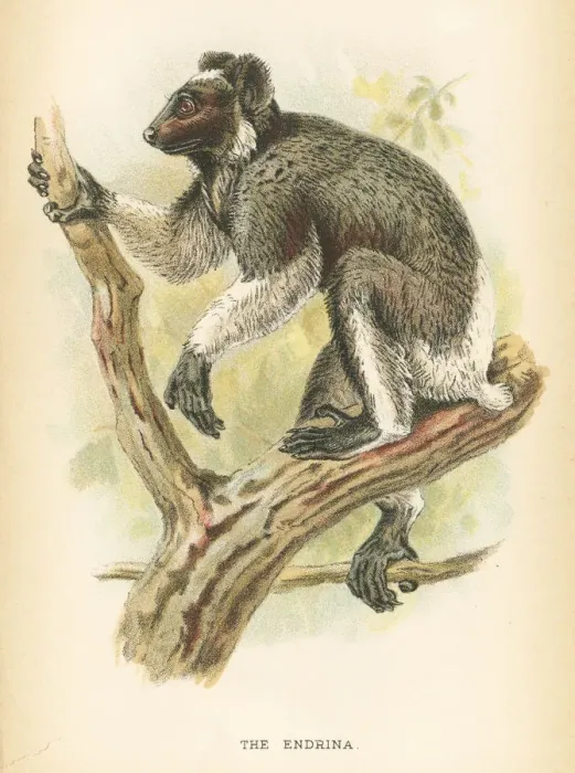 Framed Print : Babakoto indri primate 1894 Framed Print : Babakoto indri primate 1894