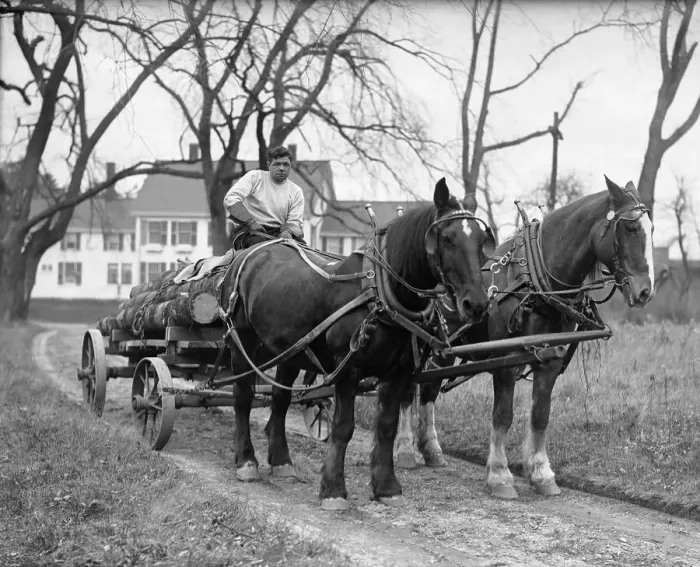 Framed Print : Babe Ruth Hauling Logs Framed Print : Babe Ruth Hauling Logs