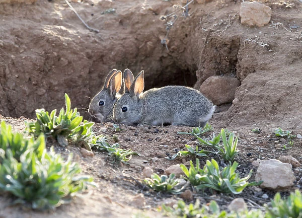 Babies of field rabbits close to his burrow eating ( Species Oryctolagus cuniculus. )