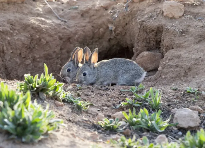 Framed Print : Babies of field rabbits close to his burrow eating ( Species Oryctolagus cuniculus. ) Framed Print : Babies of field rabbits close to his burrow eating ( Species Oryctolagus cuniculus. )
