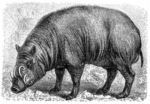 Babirussa. The babirusas, also called deer-pig