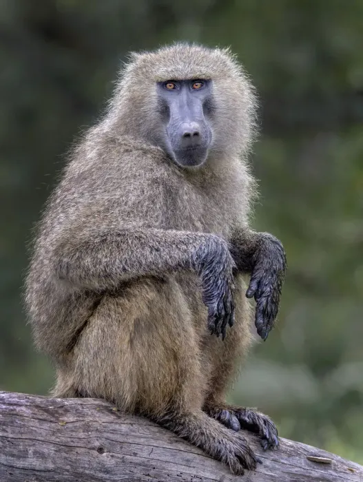 Framed Print : Baboon on branch Framed Print : Baboon on branch