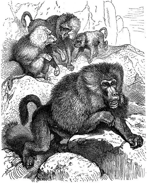 Baboon (Cynocephalus Hamadryas)