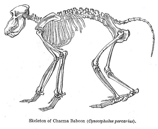 Baboon monkey engraving 1878