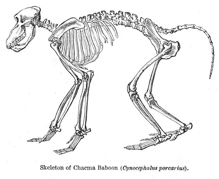 Framed Print : Baboon monkey engraving 1878