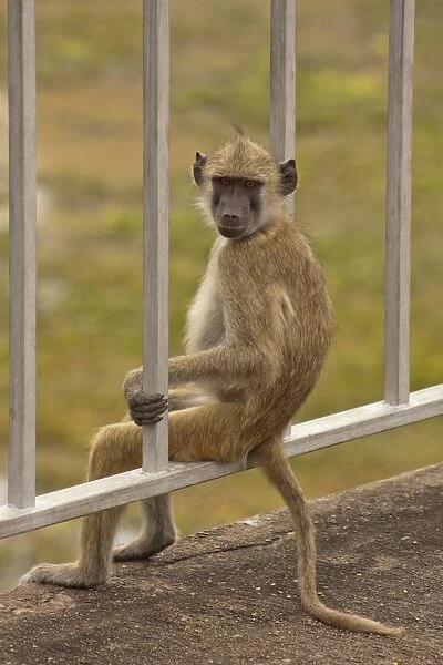 Baboon -Papio sp. - sitting relaxed on a bridge railing, South Luangwa, Zambia