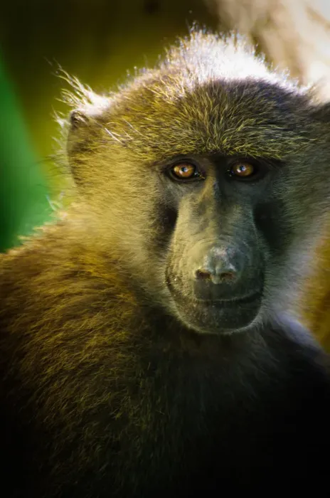 Framed Print : Baboon Portrait