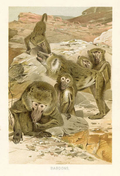 Baboons chromolithograph 1896