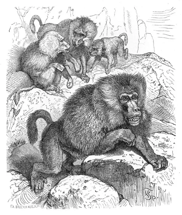 Framed Print : Baboons engraving 1882 Framed Print : Baboons engraving 1882