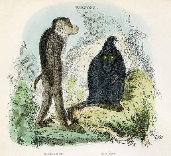 Baboons engraving 1893
