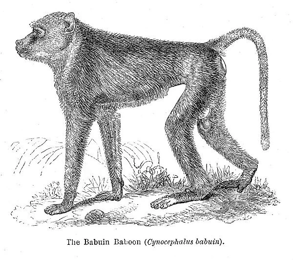 babuin baboon engraving 1878