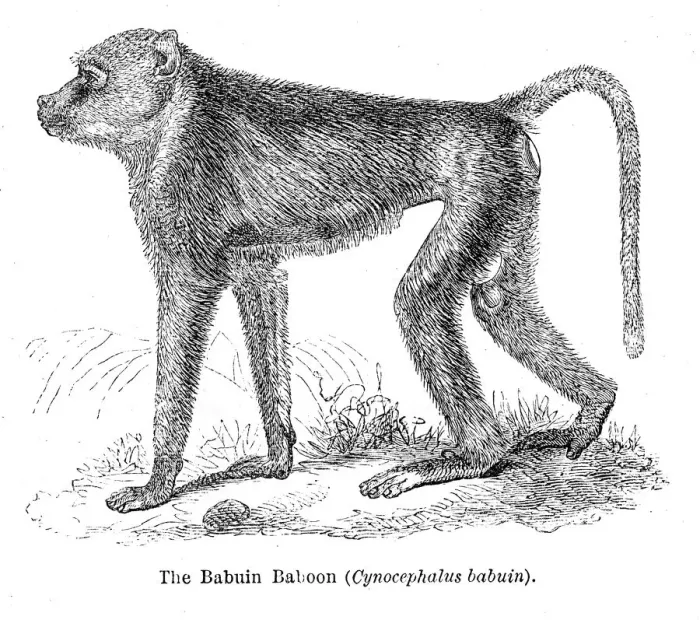 Framed Print : babuin baboon engraving 1878 Framed Print : babuin baboon engraving 1878