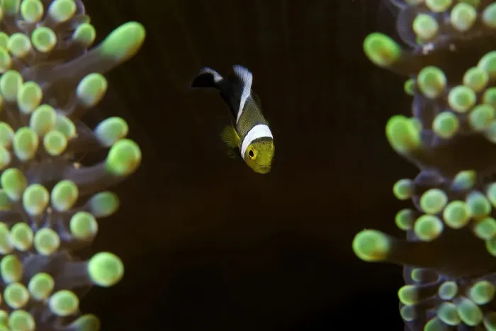 Framed Print : Baby anemon-fish