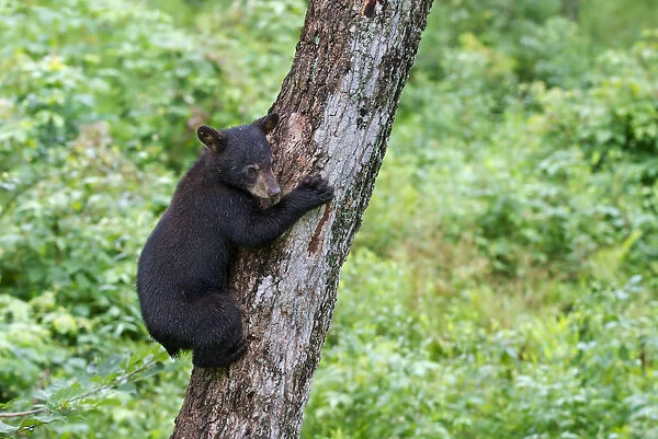 Baby black bear climbs tree