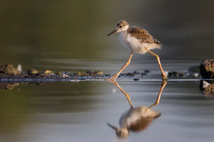 Framed Print : Baby Black-necked Stilt Framed Print : Baby Black-necked Stilt