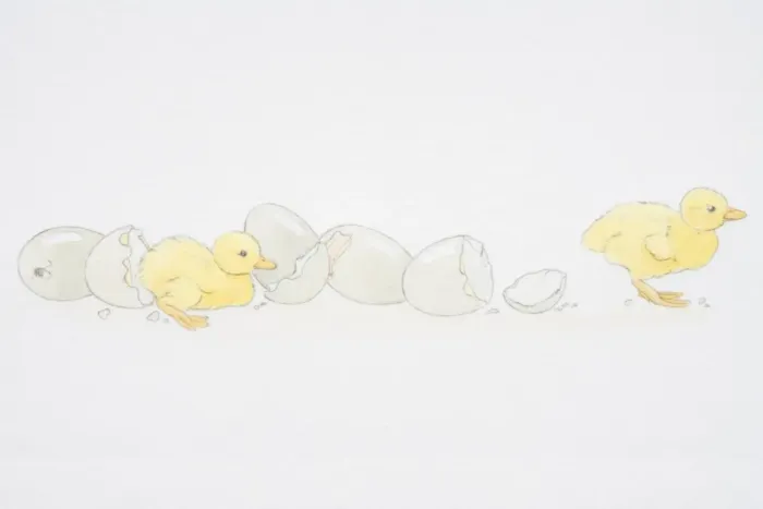 Framed Print : Two baby ducklings emerging from broken egg shells Framed Print : Two baby ducklings emerging from broken egg shells
