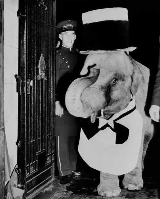 Framed Print : Baby Elephant Entering Night Club in Formal Wear Framed Print : Baby Elephant Entering Night Club in Formal Wear