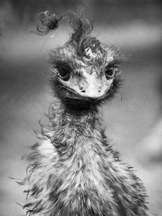 Framed Print : Baby Emu. (Original Caption) 6 / 21 / 1961-London Framed Print : Baby Emu. (Original Caption) 6 / 21 / 1961-London