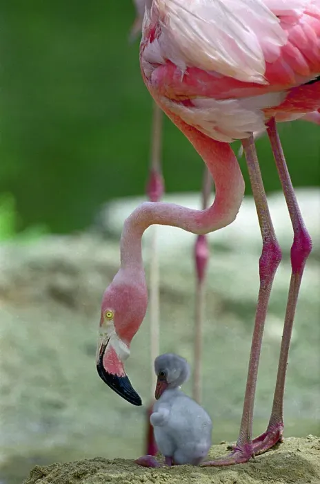 Framed Print : Baby Flamingo Under Mother Framed Print : Baby Flamingo Under Mother