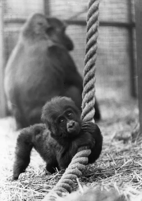 Framed Print : Baby Gorilla Framed Print : Baby Gorilla