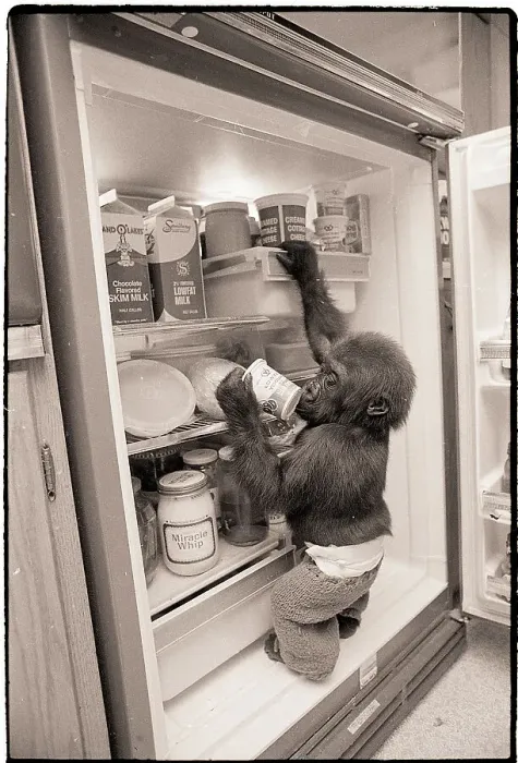 Framed Print : Baby Gorilla Reaching into Refrigerator Framed Print : Baby Gorilla Reaching into Refrigerator
