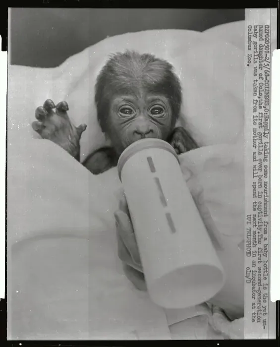 Framed Print : Baby Gorilla Sucking on Bottle