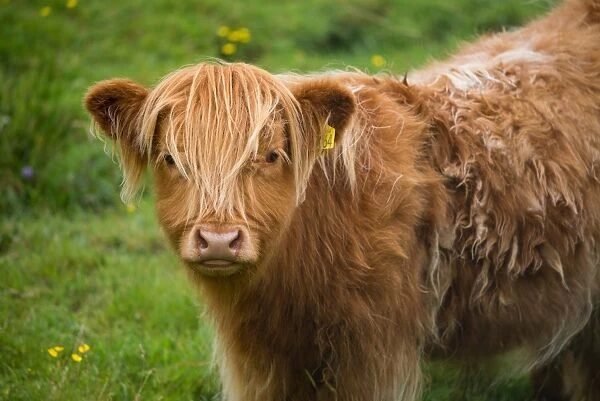 Baby Highland cattle