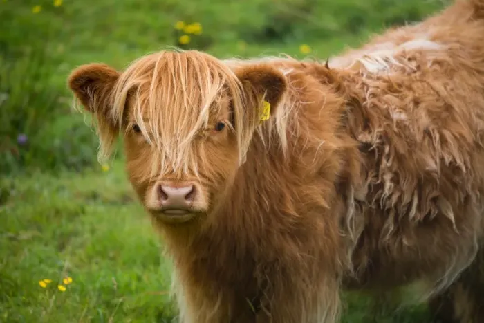 Framed Print : Baby Highland cattle