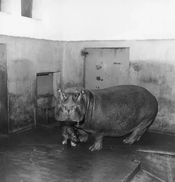 Framed Print : Baby Hippo Framed Print : Baby Hippo