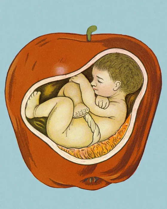 Framed Print : Baby Inside Apple Framed Print : Baby Inside Apple