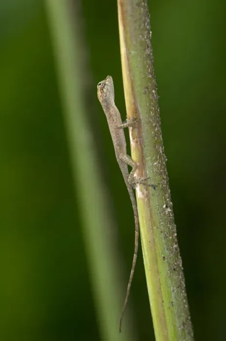 Framed Print : Baby Lizard, one inch, Tiputini rain forest, Yasuni National Park, Ecuador, South America
