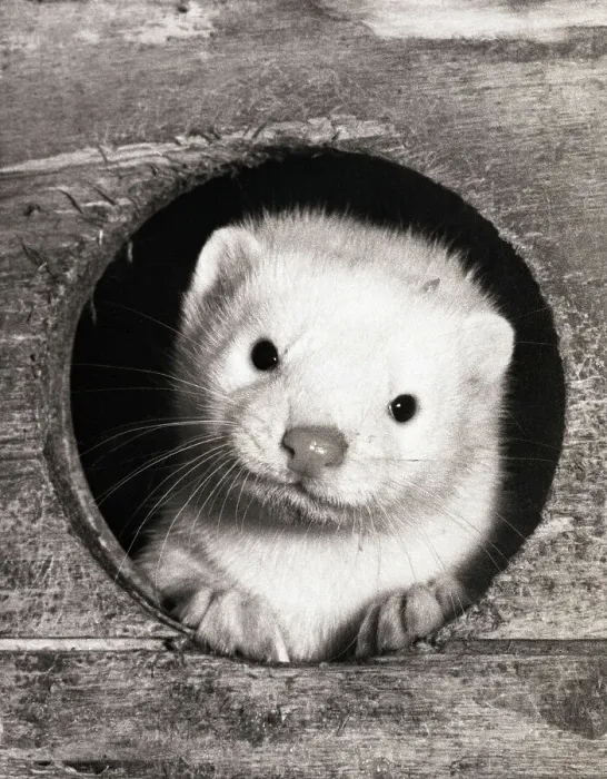 Framed Print : Baby Mink Looking Through Hole in Cage Framed Print : Baby Mink Looking Through Hole in Cage