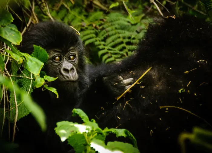 Framed Print : Baby Mountain Gorilla Framed Print : Baby Mountain Gorilla