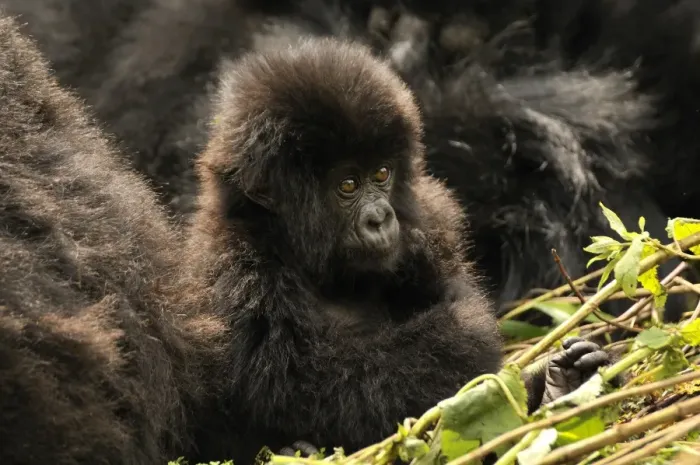 Framed Print : Baby Mountain Gorilla -Gorilla beringei beringei- from the Hirwa group at the foot of the Gahinga Volcano, Parc National des Volcans, Volcanoes National Park, Rwanda, Africa Framed Print : Baby Mountain Gorilla -Gorilla beringei beringei- from the Hirwa group at the foot of the Gahinga Volcano, Parc National des Volcans, Volcanoes National Park, Rwanda, Africa