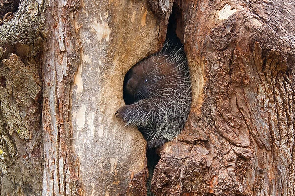 Baby porcupine in tree